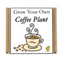 Gardening Gift For Her Him. Grow Your Own Coffee Plant, thumbnail 4 of 4