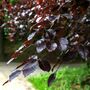Purple Beech Trees, Fagus Purpurea, Five Litre Pots, thumbnail 1 of 4