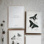 Set Of Four Butterfly Cards – Vintage Illustration Mix, thumbnail 4 of 12