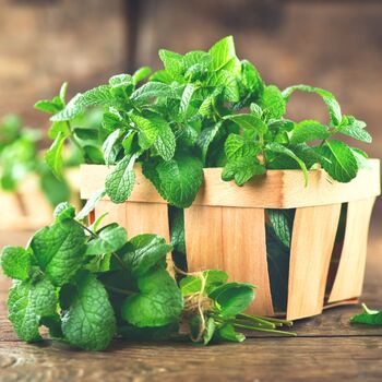 Herb Plants Garden Mint Plant In A 9cm Pot, 3 of 10