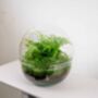 Terrarium Kit With Fern For Beginners | 'Galway', thumbnail 6 of 9