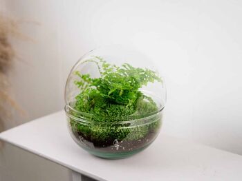 Terrarium Kit With Fern For Beginners | 'Galway', 6 of 9