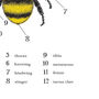 Anatomy Of A Bee Print, thumbnail 9 of 11