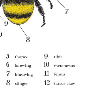 Anatomy Of A Bee Print, 9 of 11