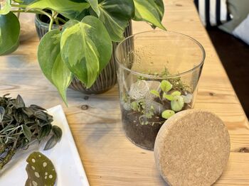 Houseplant Propagation And Terrarium Workshop For Two, Manchester, 7 of 11