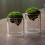 Glass Mountain Terrarium Mossarium, thumbnail 2 of 4