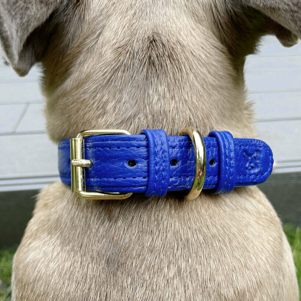 Handmade Italian Leather Padded Blue Dog Puppy Collar, 1 of 6