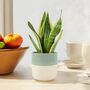 Sansevieria Superba – Snake Plant In 12cm Pot, thumbnail 6 of 7