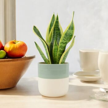 Sansevieria Superba – Snake Plant In 12cm Pot, 6 of 7