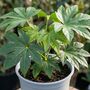 Fatsia Japonica7.5 L Architectural Evergreen Shrub, thumbnail 5 of 5