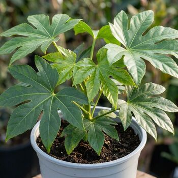 Fatsia Japonica7.5 L Architectural Evergreen Shrub, 5 of 5