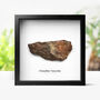 Xl Chondrite Meteorite Box Frame Real Authentic Space Meteor Fragment Museum Quality Natural History Interior Design Home Decor Display Gift Ornament, thumbnail 1 of 5