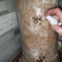 Oyster Mushroom Log Grow Kit, Gift Voucher Option, thumbnail 4 of 7