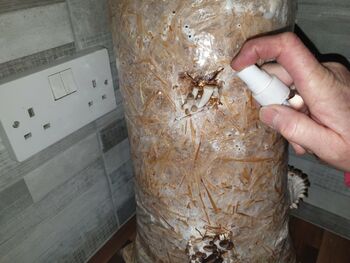 Oyster Mushroom Log Grow Kit, Gift Voucher Option, 4 of 7