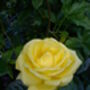 Rose Chris, Personalised Named Rose Gift, thumbnail 1 of 2
