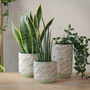 Terracotta 'Leaf' Planters And Vase, thumbnail 7 of 7