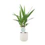 Yucca Elephantipes 12cm Easy Care Indoor Plant, thumbnail 4 of 7