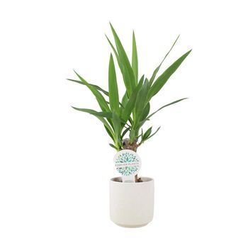 Yucca Elephantipes 12cm Easy Care Indoor Plant, 4 of 7