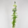 Clotted Cream Jasmine Plant In 3 L Pot – Scented Climber, thumbnail 4 of 5