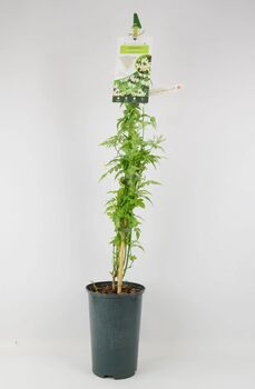 Clotted Cream Jasmine Plant In 3 L Pot – Scented Climber, 4 of 5