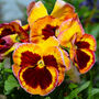 Flowers Pansy 'Fire Surprise' Six X Plant Pack, thumbnail 2 of 5