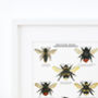 British Bees Illustrated Giclée Print, thumbnail 6 of 6