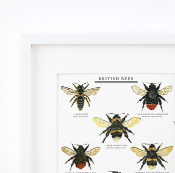 British Bees Illustrated Giclée Print, 6 of 6