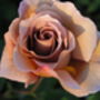 Rose Julia's Rose, Personalised Rose, Mother's Day, thumbnail 1 of 2