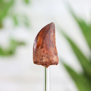 Carcharodontosaurus Tooth Real Dinosaur Fossil Glass Bell Jar, 2 of 4