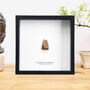 Triceratops Horridus Tooth Frame 70 Million Years Old, thumbnail 1 of 4