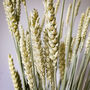Dried Wheat Natural Stems, thumbnail 5 of 5