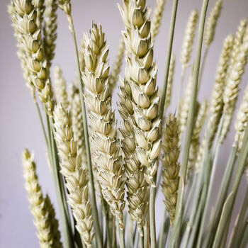 Dried Wheat Natural Stems, 5 of 5
