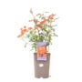 Warm Welcome Climbing Rose Pot, thumbnail 2 of 5