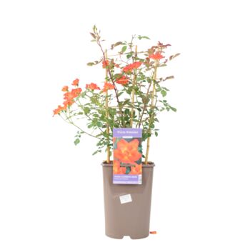 Warm Welcome Climbing Rose Pot, 2 of 5