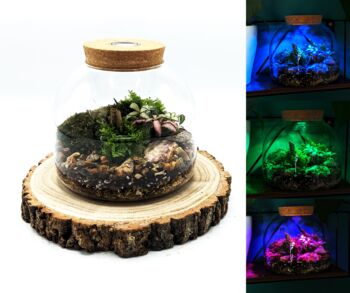 Diy Multicoloured LED Light Up Mini Dome Terrarium Kit, 7 of 11