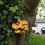 Foraging With Lunch In Brighton For One, thumbnail 8 of 9