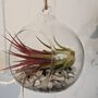 Airplant In Glass Bauble Open Terrarium, thumbnail 3 of 11
