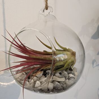 Airplant In Glass Bauble Open Terrarium, 3 of 11