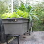 Urban Self Watering Vegetable Allotment, thumbnail 4 of 11