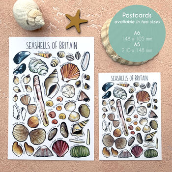 Seashells Of Britain Illustrated Postcard, 2 of 10