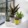 Indoor Plant Year Subscription, thumbnail 1 of 8