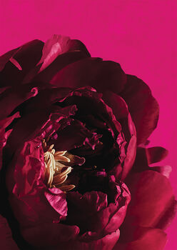 Velvet Bloom – Bold Floral Art Print, 2 of 5