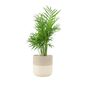 Chamaedorea Elegans Parlor Palm In 12cm Pot, thumbnail 2 of 11