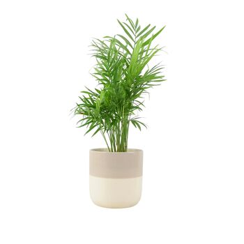 Chamaedorea Elegans Parlor Palm In 12cm Pot, 2 of 11