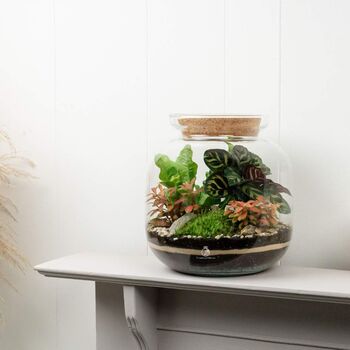 Tropical Terrarium Kit Diy | 'Leeds', 2 of 12