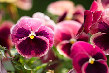 Pansy 'Fruits Of The Forest' 20 X Full Plant Pack, 2 of 2