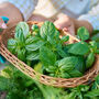 Herb Plants Basil 'Sweet Genovese' Three X Plug Pack, thumbnail 2 of 5