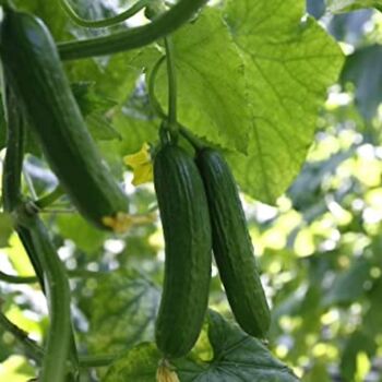 Vegetable Plants Cucumber 'Femspot' Plug Plant Packs, 8 of 11