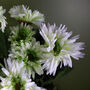 Artificial Potted Daisy Flowering Plant White, thumbnail 6 of 6