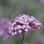 Beepot Planter In Concrete, thumbnail 4 of 9